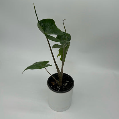 Alocasia Stingray potted houseplant with glossy green leaves on stems in a white pot on Tampa Home & Garden Store