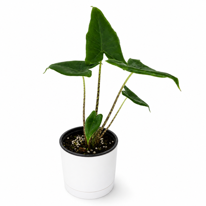 Alocasia Stingray potted plant with five stems and glossy green leaves in white pot on Tampa Home & Garden Store