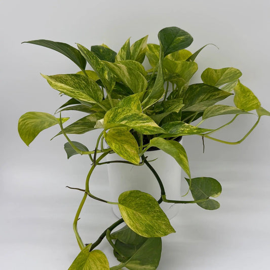 Pothos Neon Queen variegated houseplant in white pot by RUNOPLANTS on Tampa Home & Garden Store