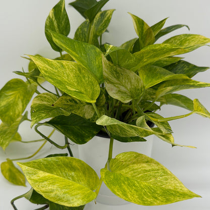 Pothos Neon Queen