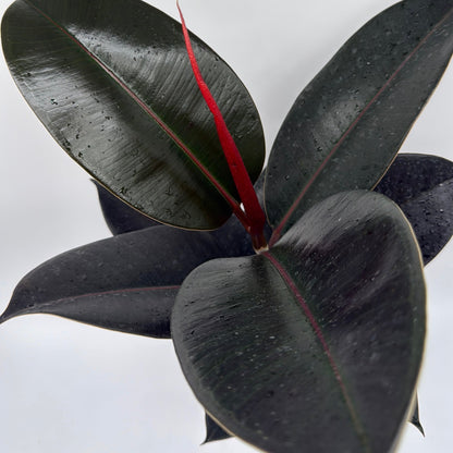 Ficus Elastica Burgundy Indoor Plant