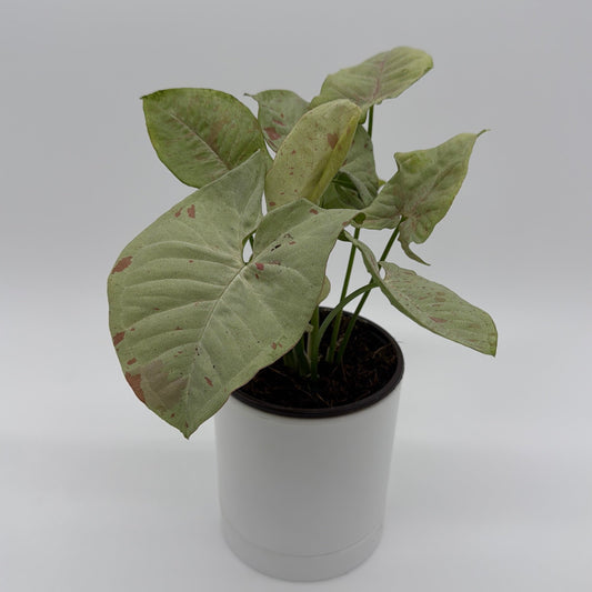 Syngonium Milk Confetti