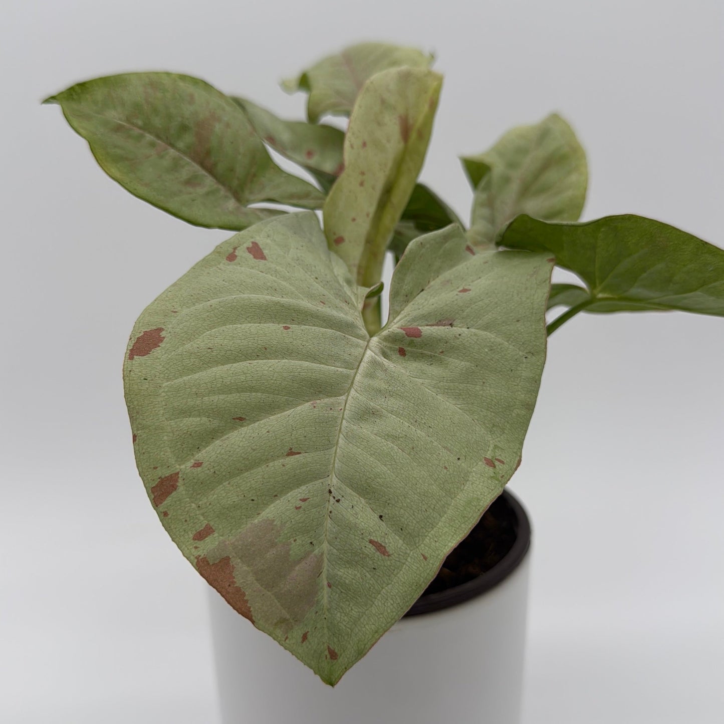 Syngonium Milk Confetti
