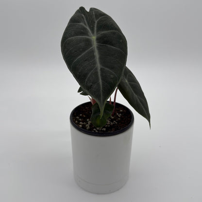 Alocasia 'Pink Dragon Morroco'