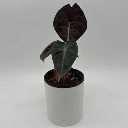 Alocasia 'Pink Dragon Morroco'