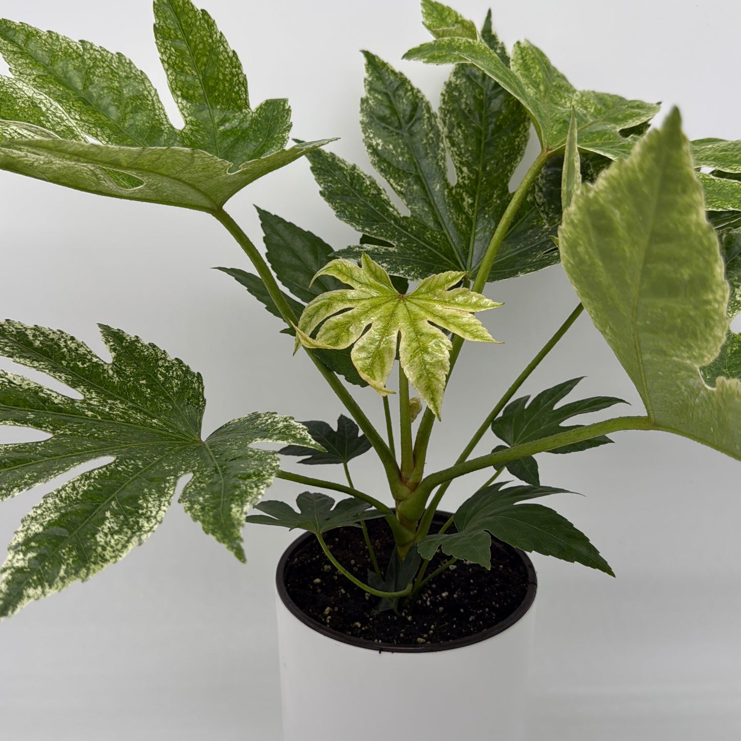 Variegated Fatsia Japonica Spider Web