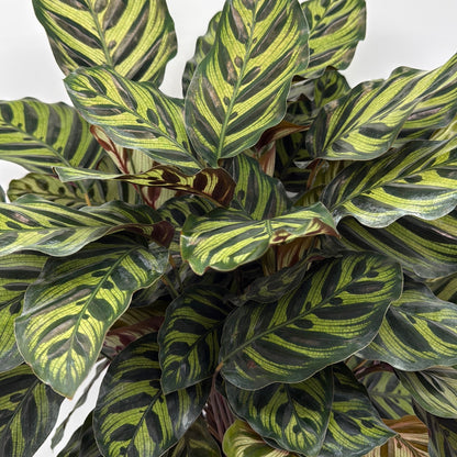 Calathea Makoyana