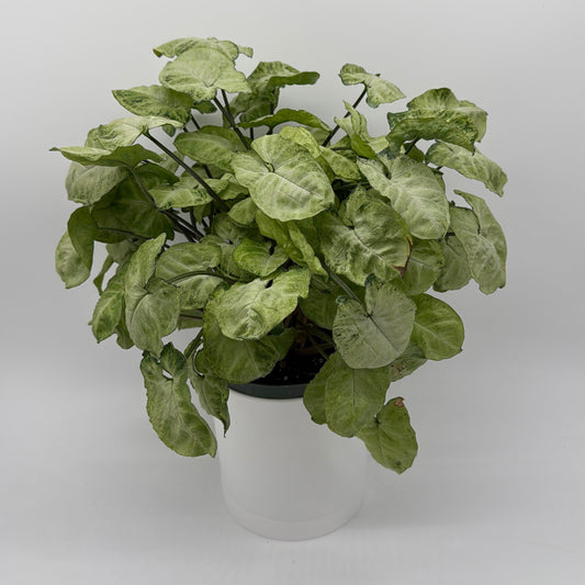 Syngonium Moonshine