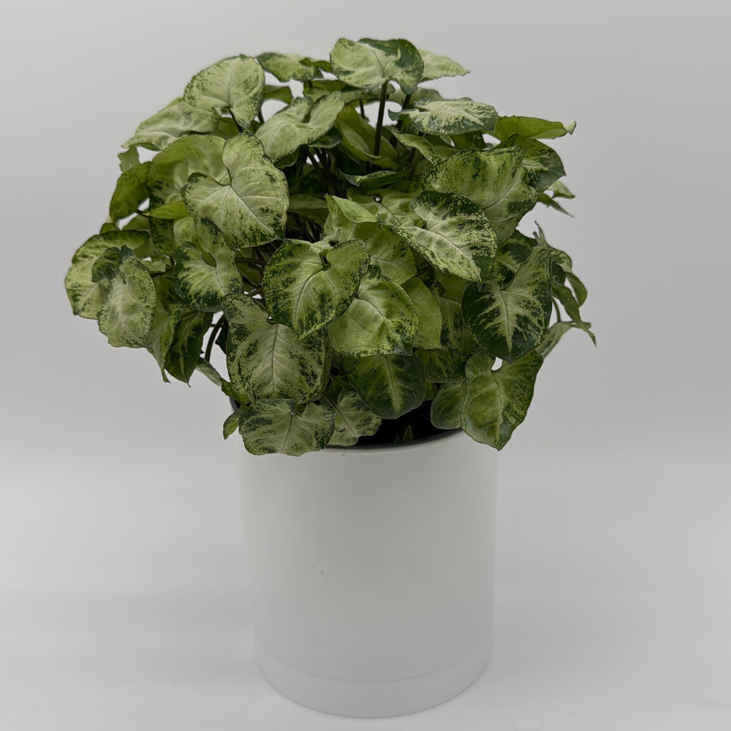 Syngonium Mouse Ears