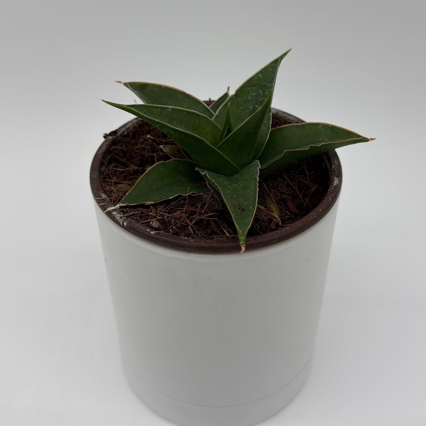 Sansevieria ‘Maya’