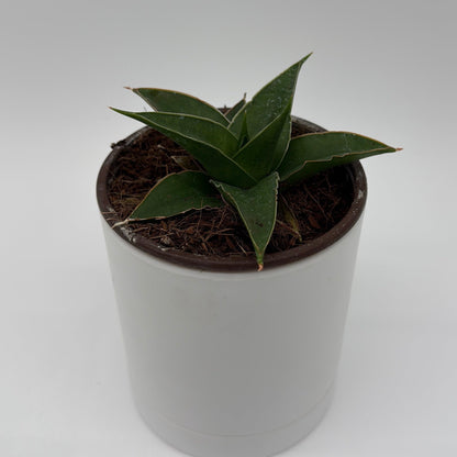 Sansevieria ‘Maya’