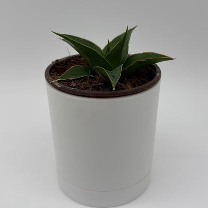 Sansevieria ‘Maya’