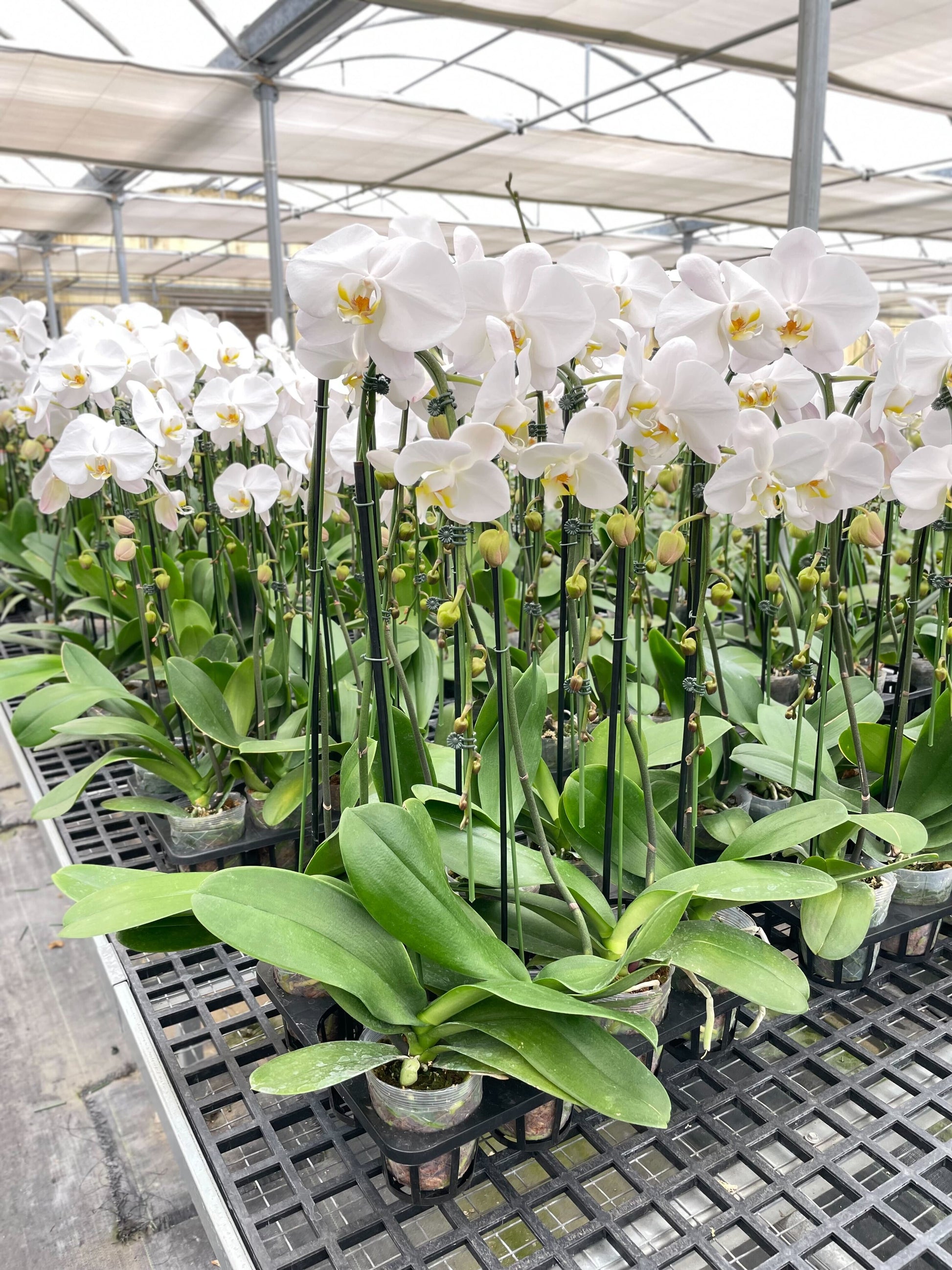 Orchid White Phalaenopsis white orchid group with tall stems and broad leaves, House Plant Shop on Tampa Home & Garden Store