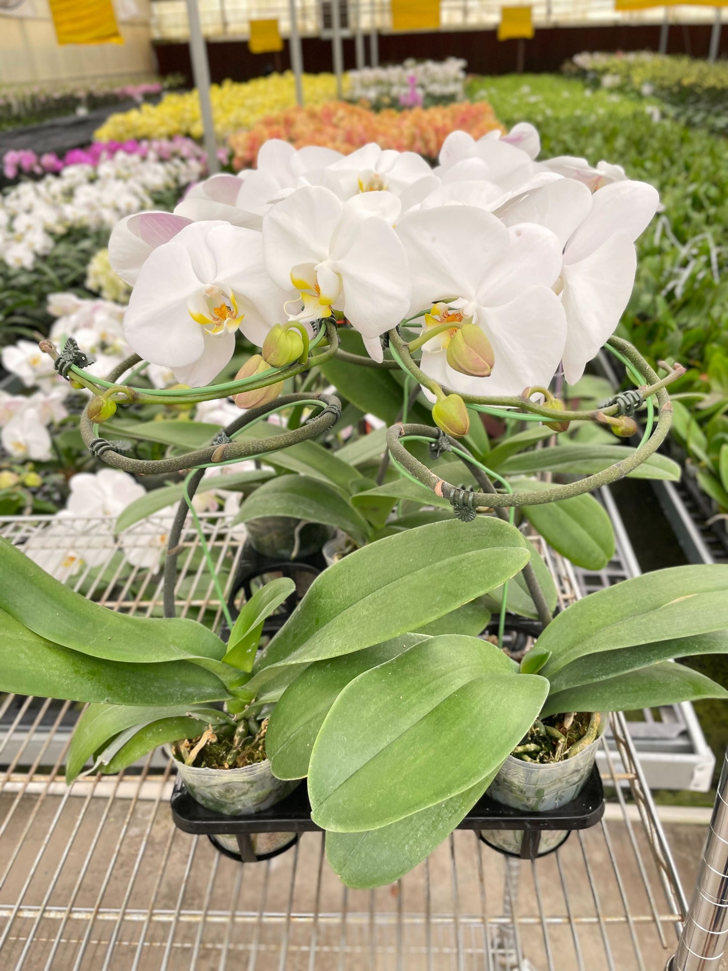 Orchid White Phalaenopsis plant with white blooms and yellow centers, House Plant Shop on Tampa Home & Garden Store