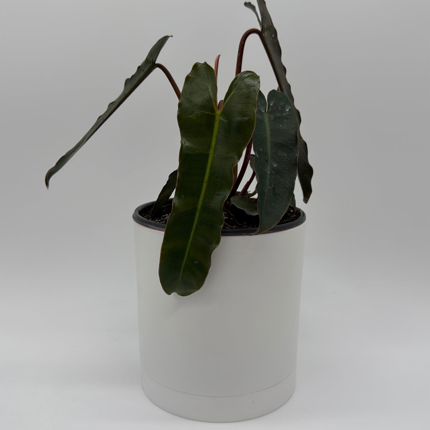Philodendron Black Billietiae