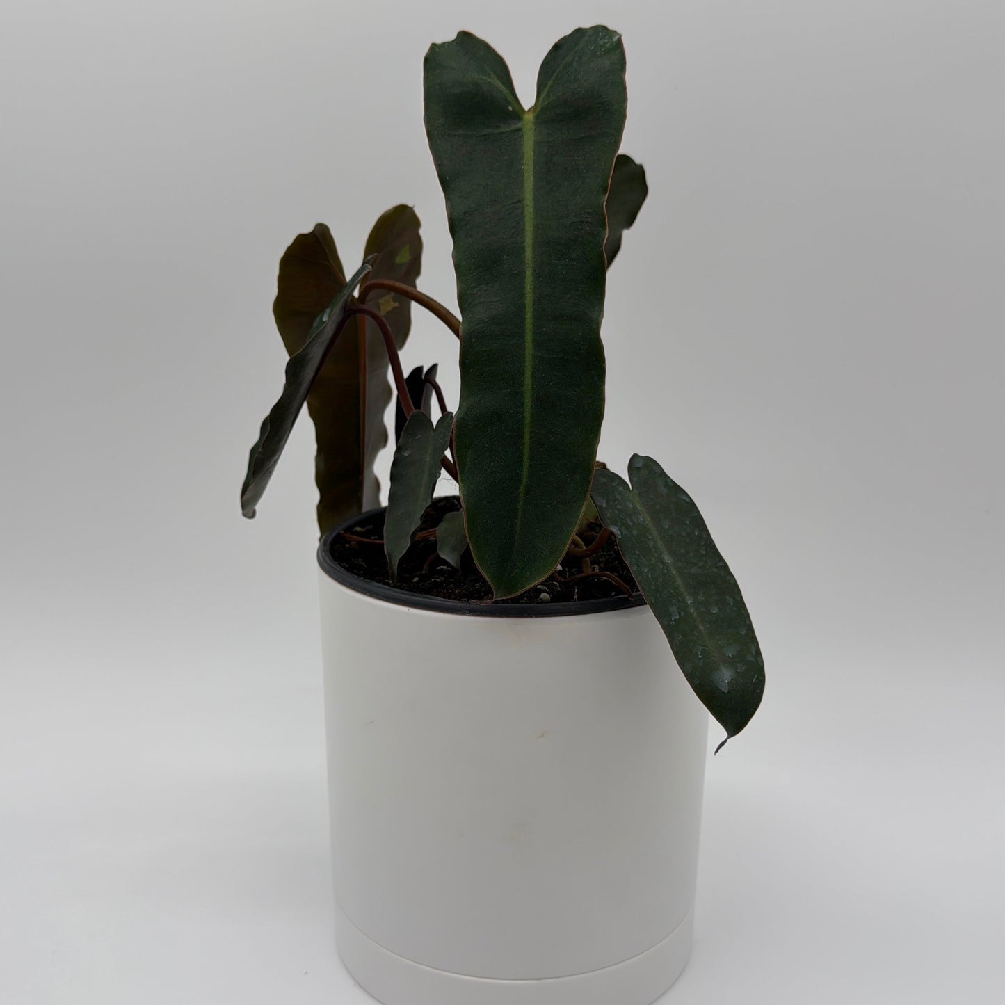 Philodendron Black Billietiae