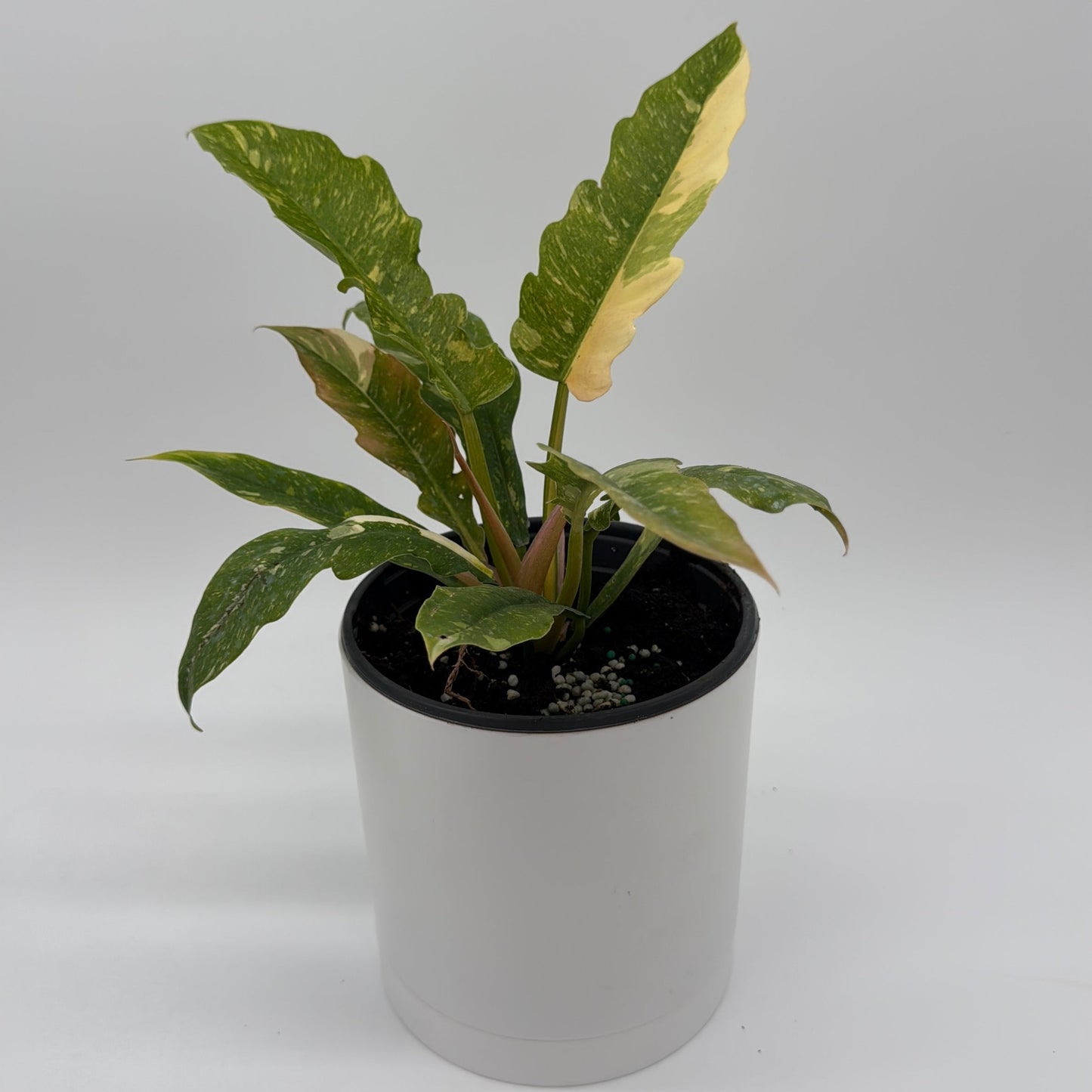 Philodendron ‘Ring of Fire’