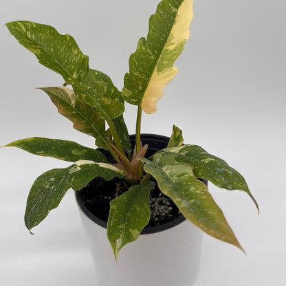 Philodendron ‘Ring of Fire’