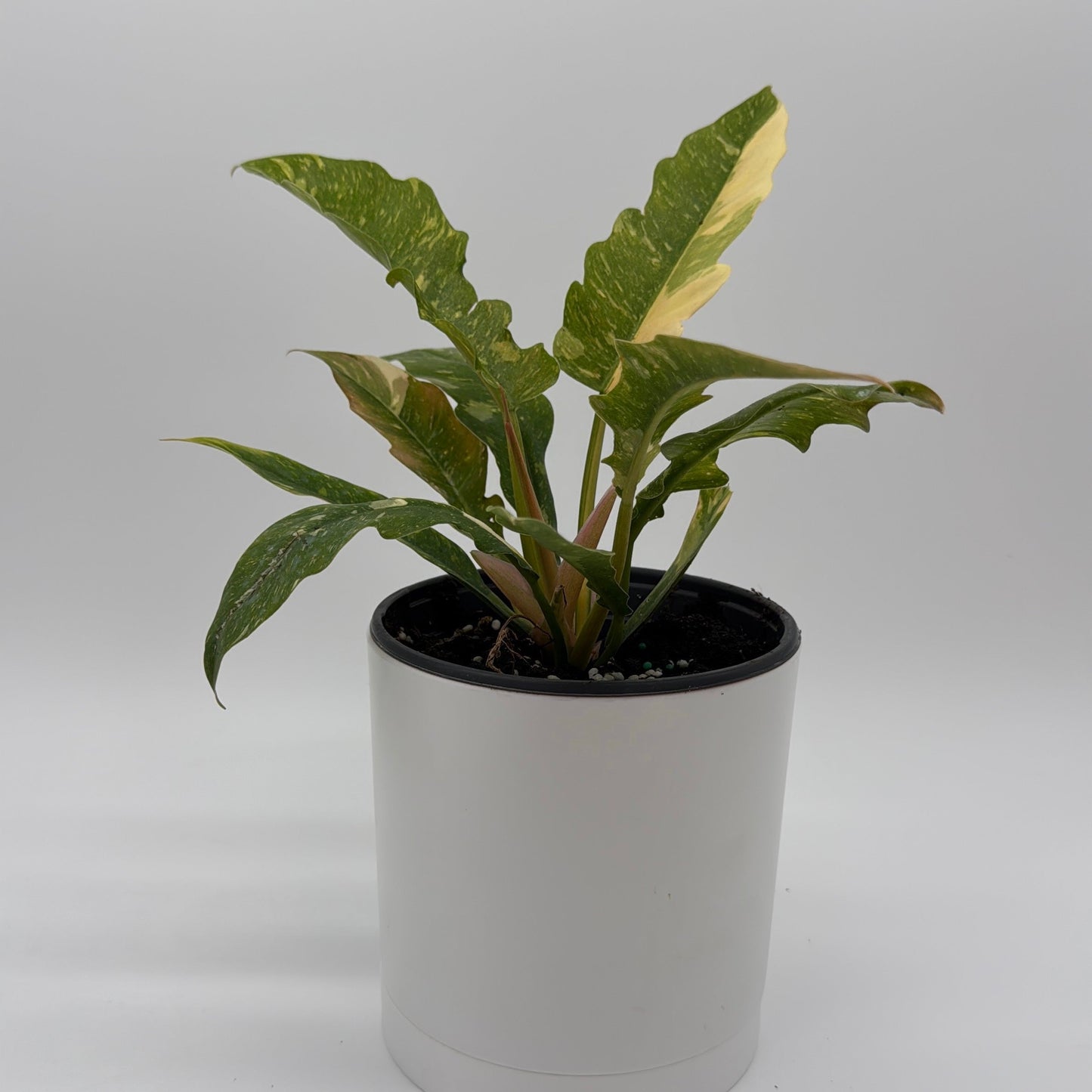 Philodendron ‘Ring of Fire’