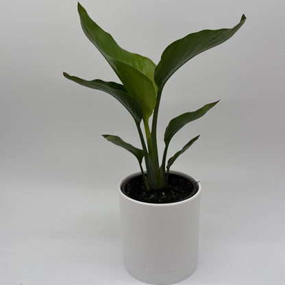 Bird of Paradise