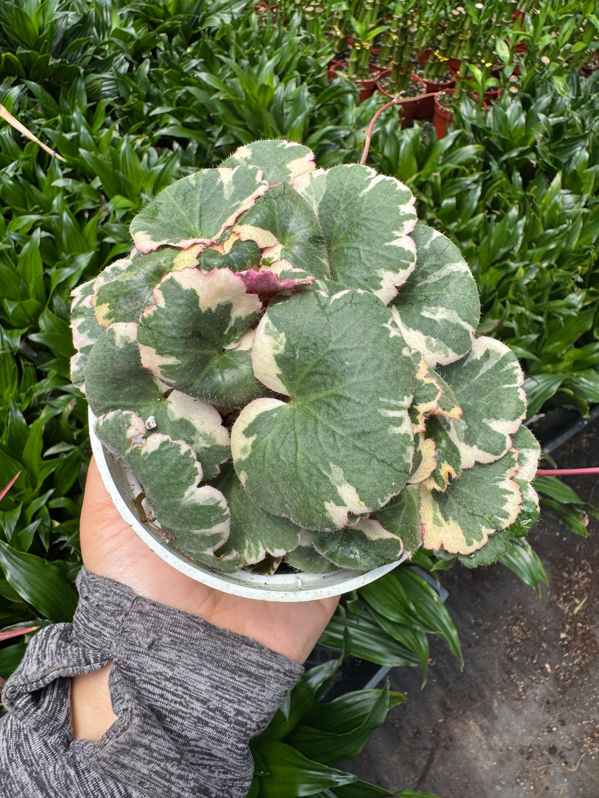 Succulent Saxifraga Tricolor with round variegated leaves in green cream and pink edges on Tampa Home & Garden Store