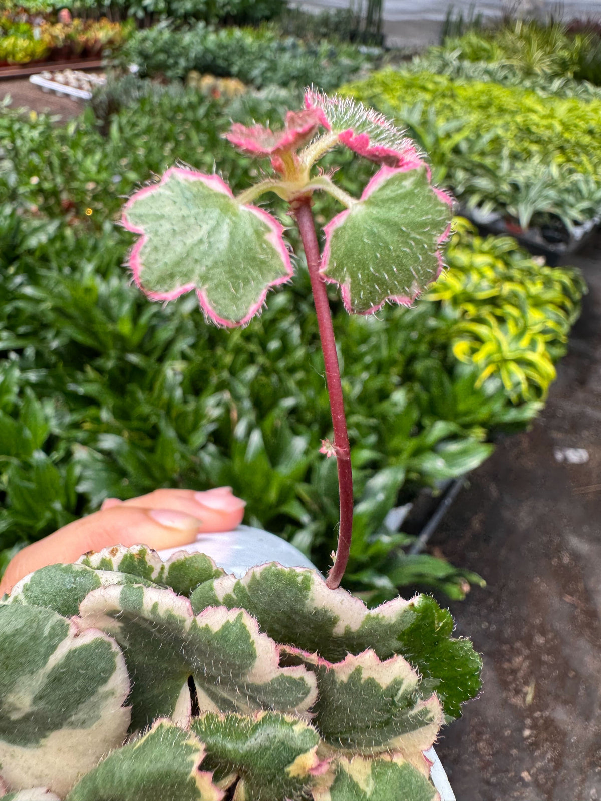 Saxifraga Tricolor succulent with green leaves pink-bordered on a red stem House Plant Shop on Tampa Home & Garden Store
