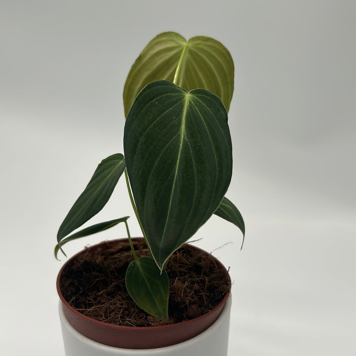 Philodendron Melanochrysum plant with dark green leaves and pale new growth in RUNOPLANTS pot on Tampa Home & Garden Store
