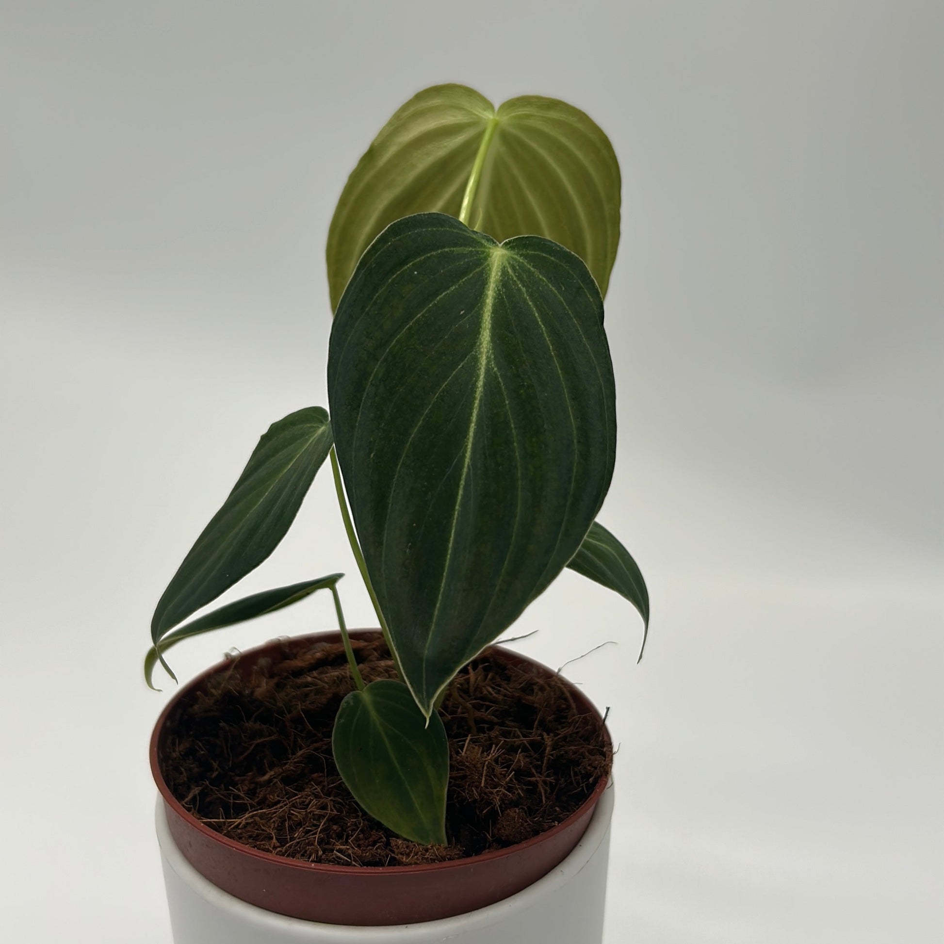 Philodendron Melanochrysum plant with dark green leaves and pale new growth in RUNOPLANTS pot on Tampa Home & Garden Store