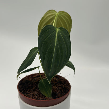 Philodendron Melanochrysum plant with dark green leaves and pale new growth in RUNOPLANTS pot on Tampa Home & Garden Store