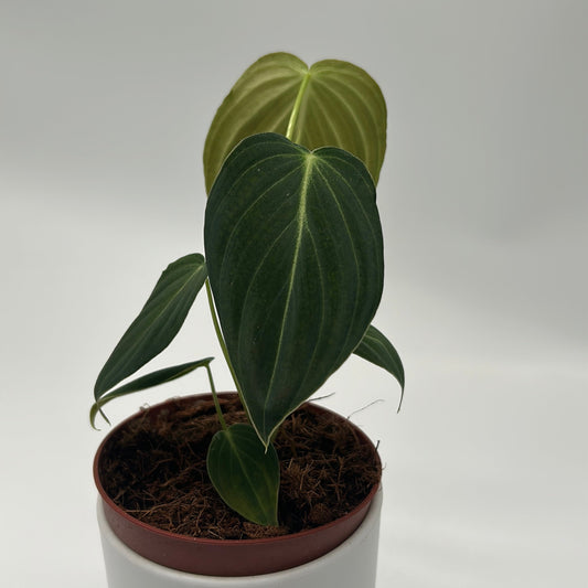 Philodendron Melanochrysum plant with dark green leaves and pale new growth in RUNOPLANTS pot on Tampa Home & Garden Store
