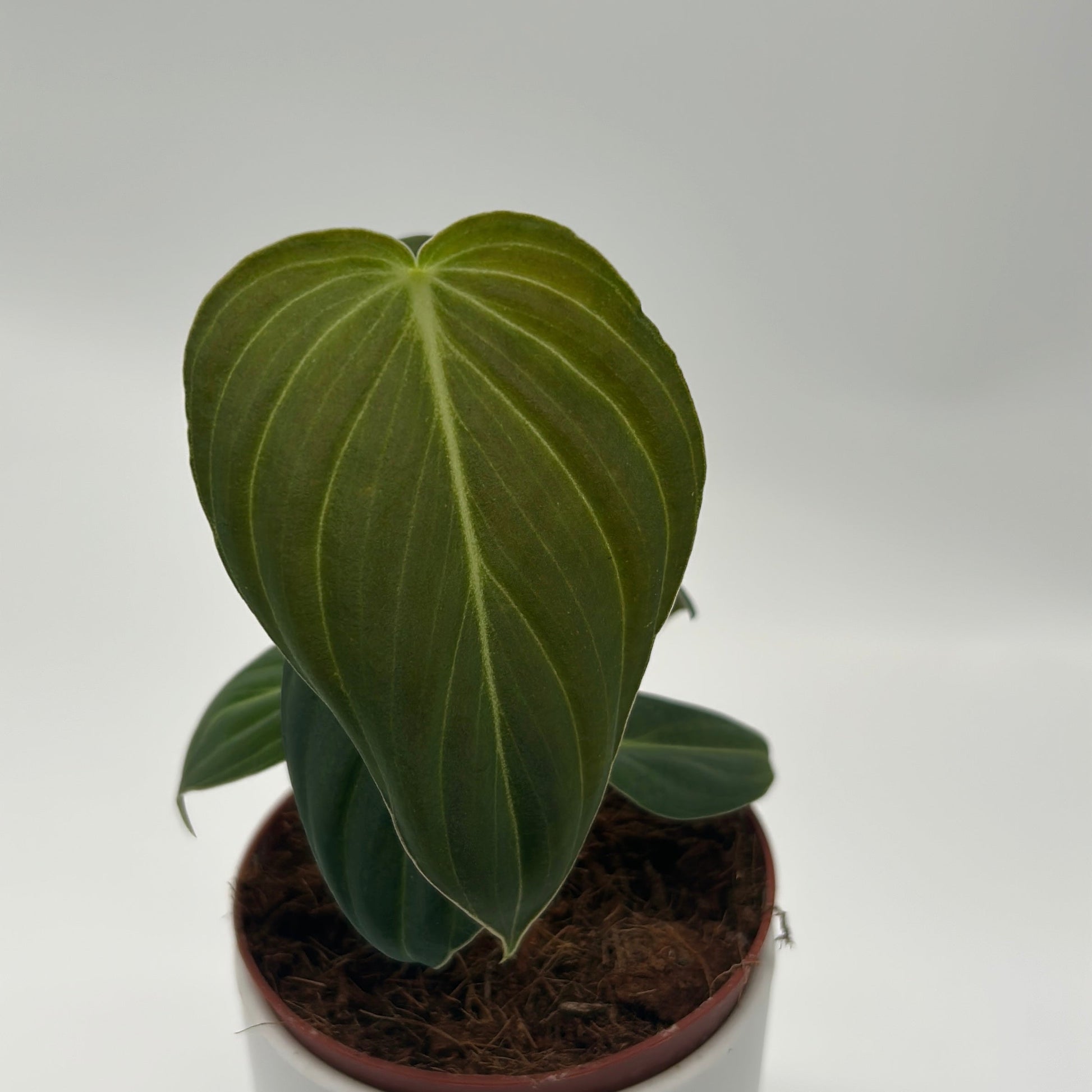 Philodendron Melanochrysum potted houseplant RUNOPLANTS dark green leaves with pale veins on Tampa Home & Garden Store