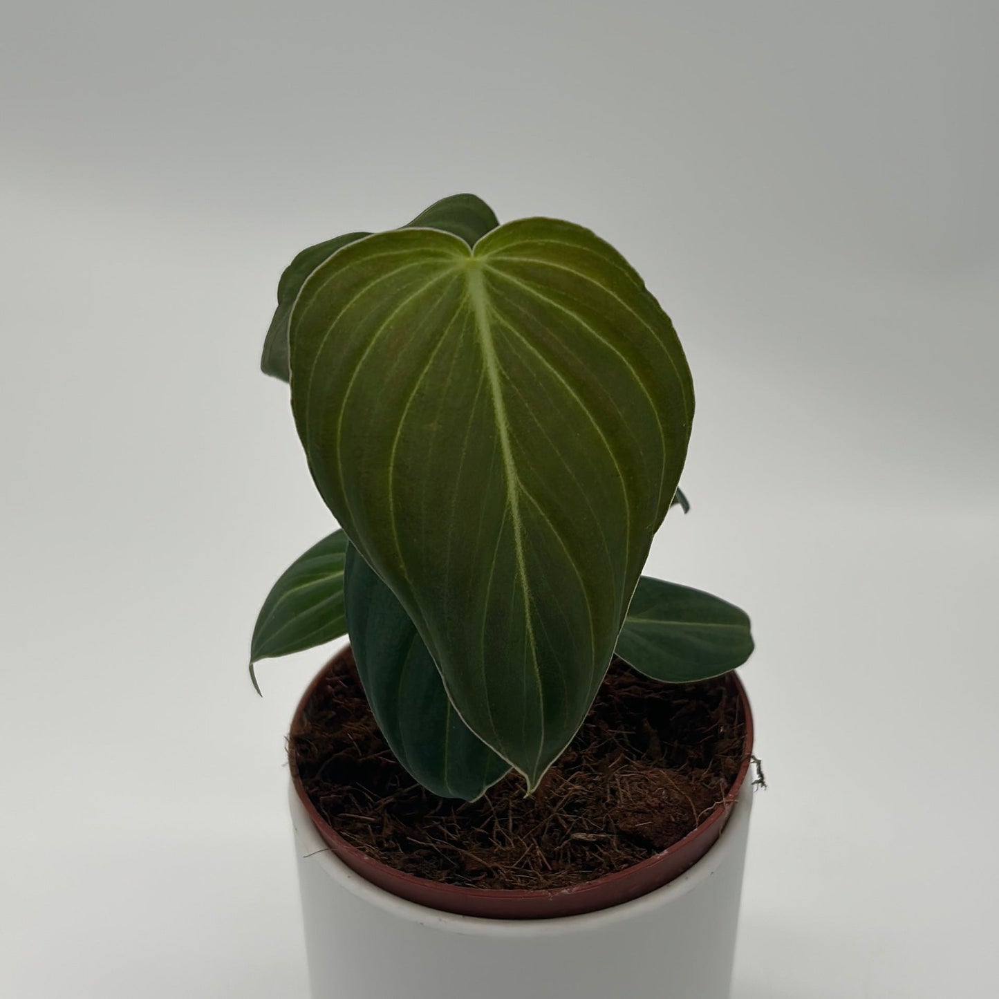 Philodendron Melanochrysum potted houseplant RUNOPLANTS with dark green leaves and pale veins on Tampa Home & Garden Store