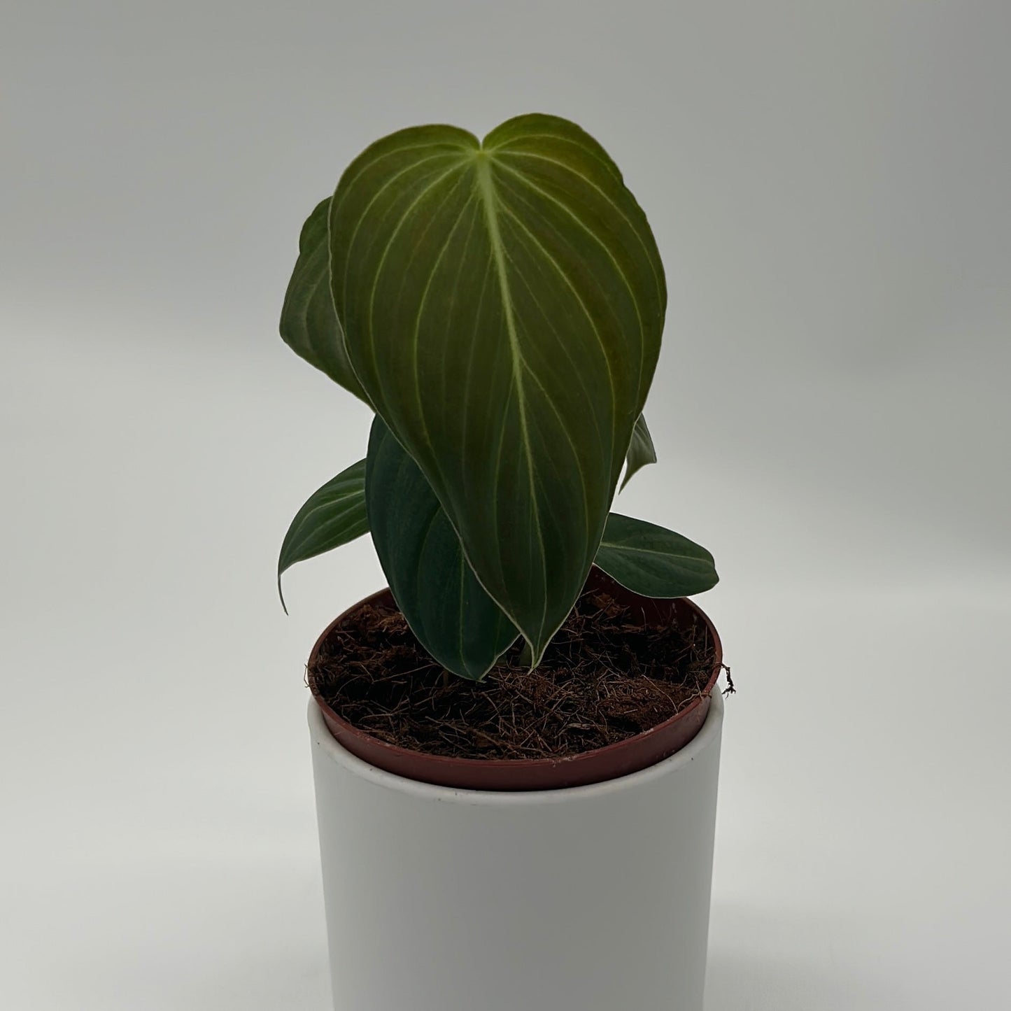 Philodendron Melanochrysum by RUNOPLANTS, dark green veined leaves in a coco fiber pot on Tampa Home & Garden Store