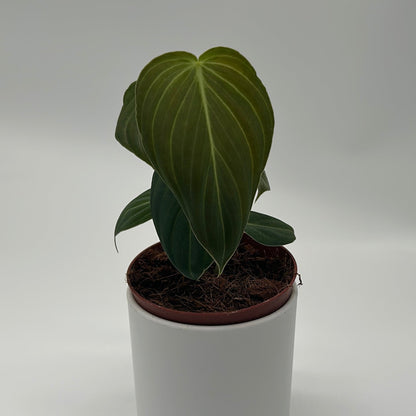 Philodendron Melanochrysum by RUNOPLANTS, dark green veined leaves in a coco fiber pot on Tampa Home & Garden Store