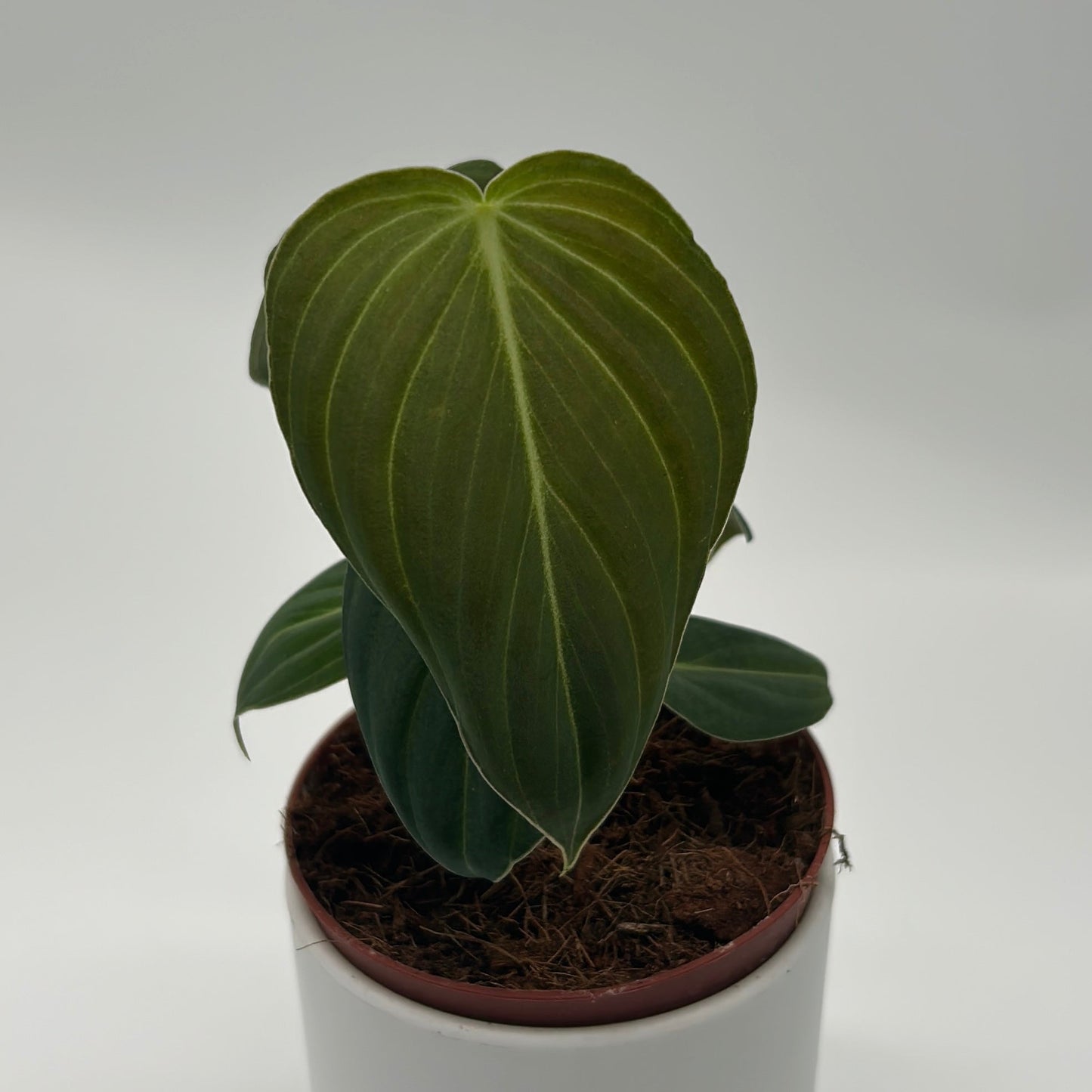Philodendron Melanochrysum plant, dark green veined heart-shaped leaves in a pot on Tampa Home & Garden Store