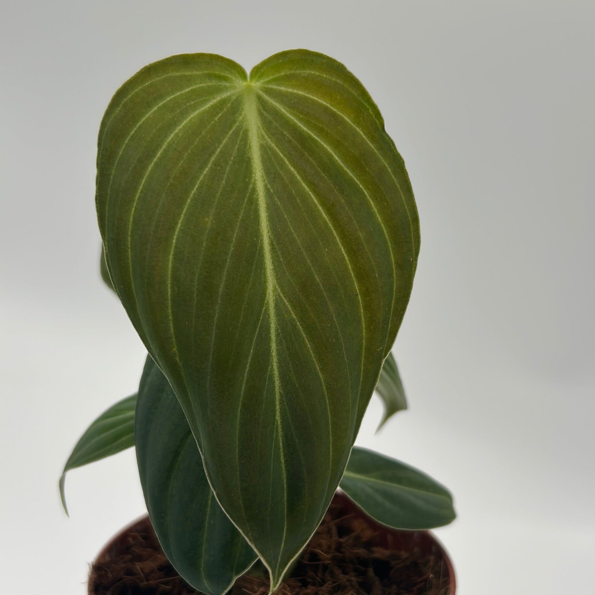Philodendron Melanochrysum plant, dark green leaves with pale veins RUNOPLANTS on Tampa Home & Garden Store