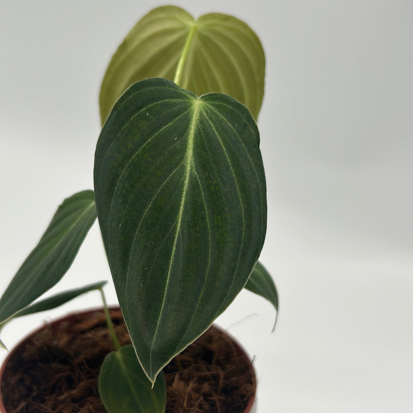 Philodendron Melanochrysum plant by RUNOPLANTS with dark veined leaves in a brown moss pot on Tampa Home & Garden Store