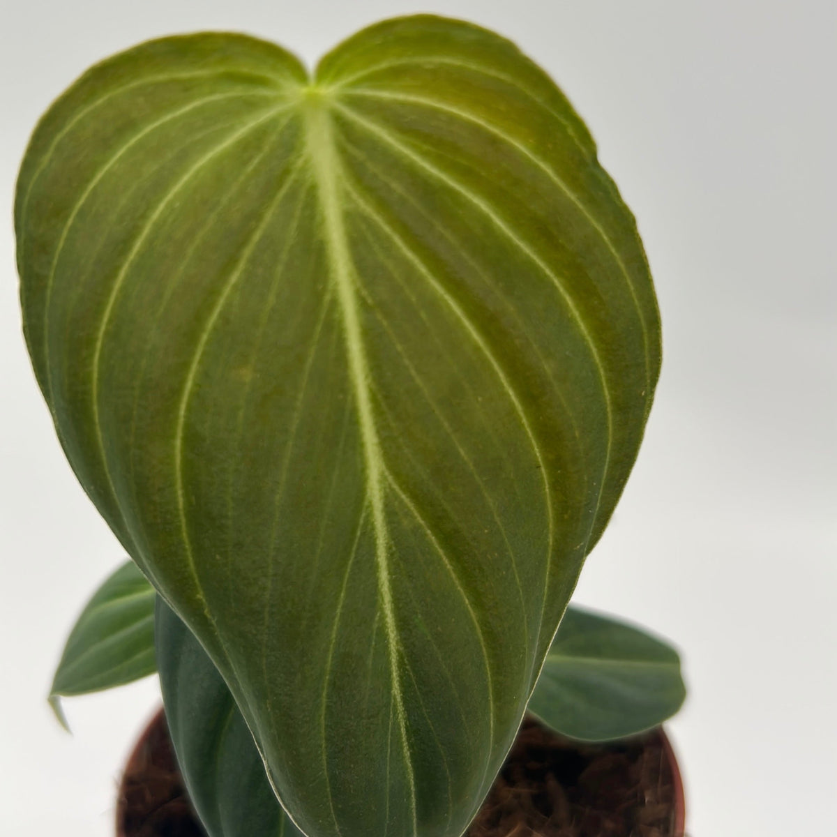Philodendron Melanochrysum leaf, dark green with pale veins, potted houseplant on Tampa Home & Garden Store