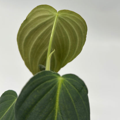 Philodendron Melanochrysum olive-green velvety leaves with pale midrib RUNOPLANTS on Tampa Home & Garden Store