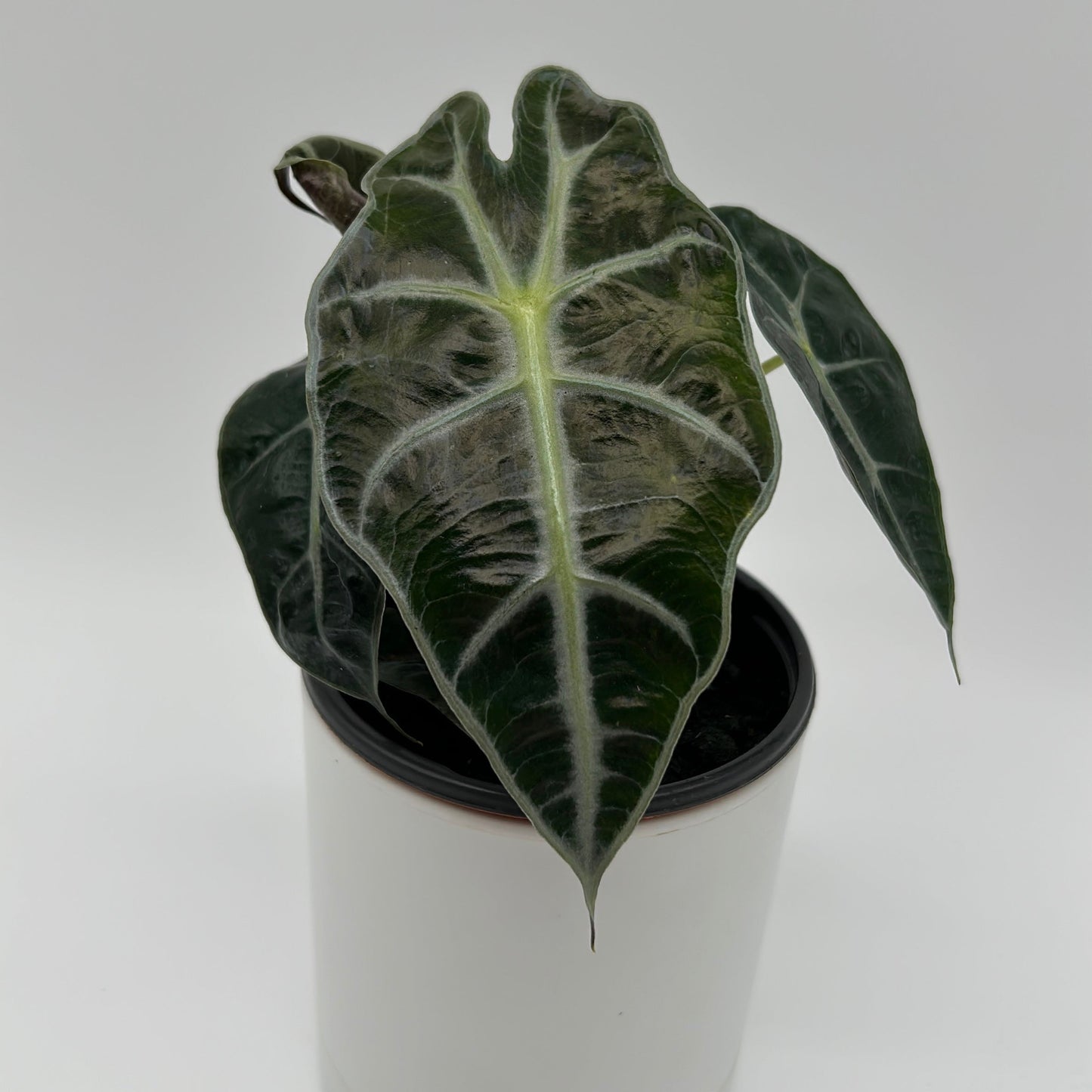 Alocasia Polly Plant African Mask Elephant Ear