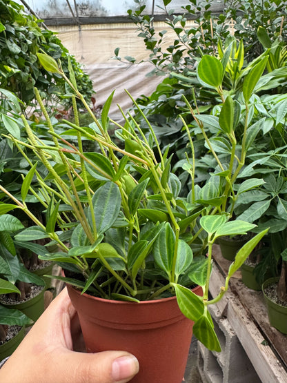 Peperomia Angulata 4-inch plant with glossy green leaves on slender stems in a terracotta pot on Tampa Home & Garden Store