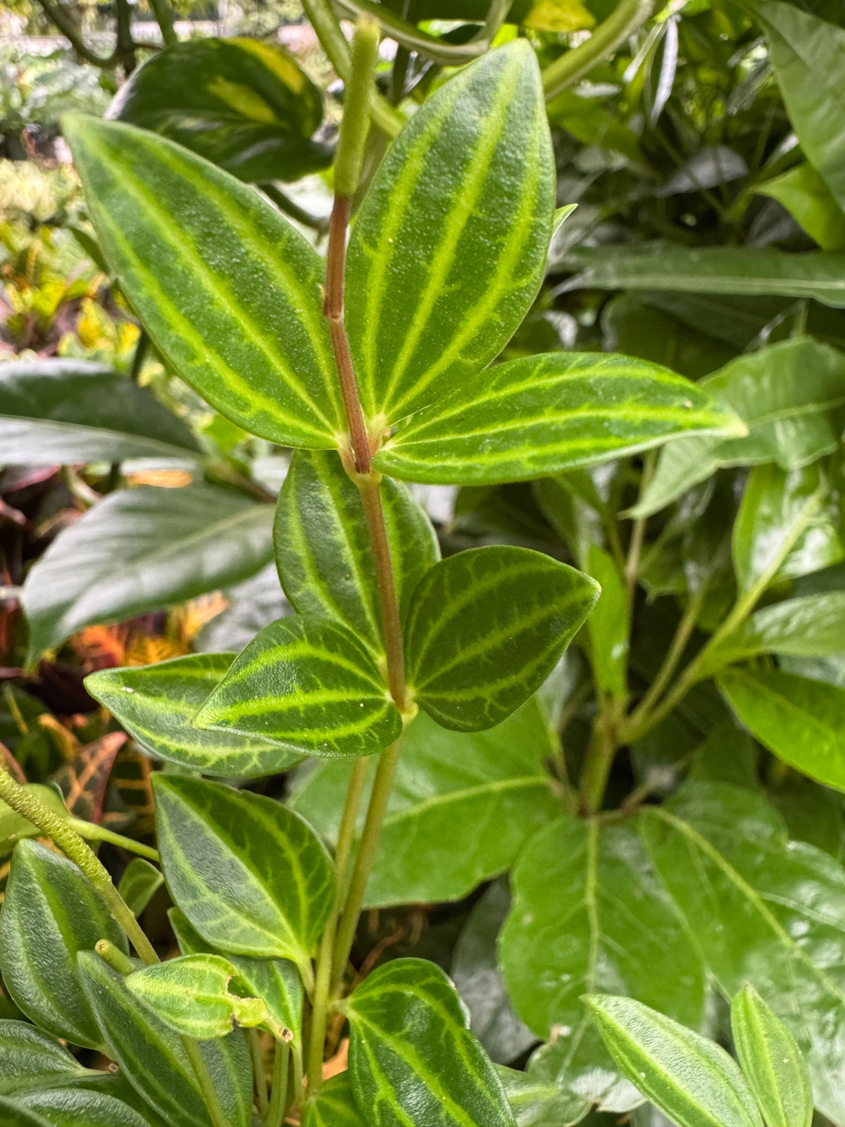 Peperomia Angulata 4in plant with variegated green leaves on brown stem House Plant Shop on Tampa Home & Garden Store
