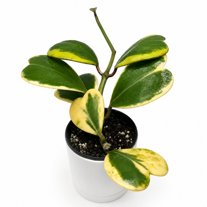 Hoya Kerrii variegated heart plant RUNOPLANTS in a white pot with green leaves and yellow margins on Tampa Home & Garden Store