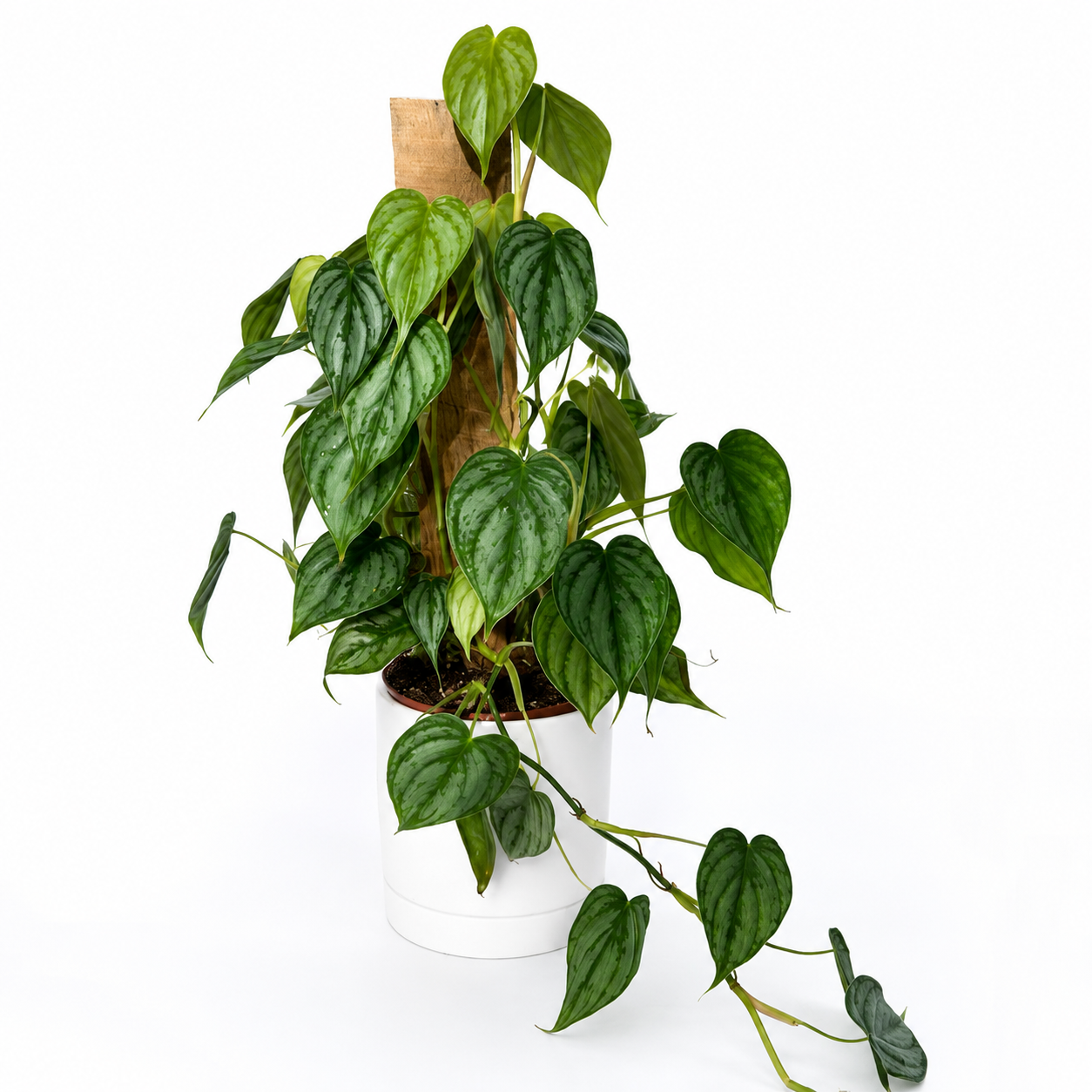 Philodendron Brandi plant with silver variegated heart-shaped leaves in a white pot RUNOPLANTS on Tampa Home & Garden Store