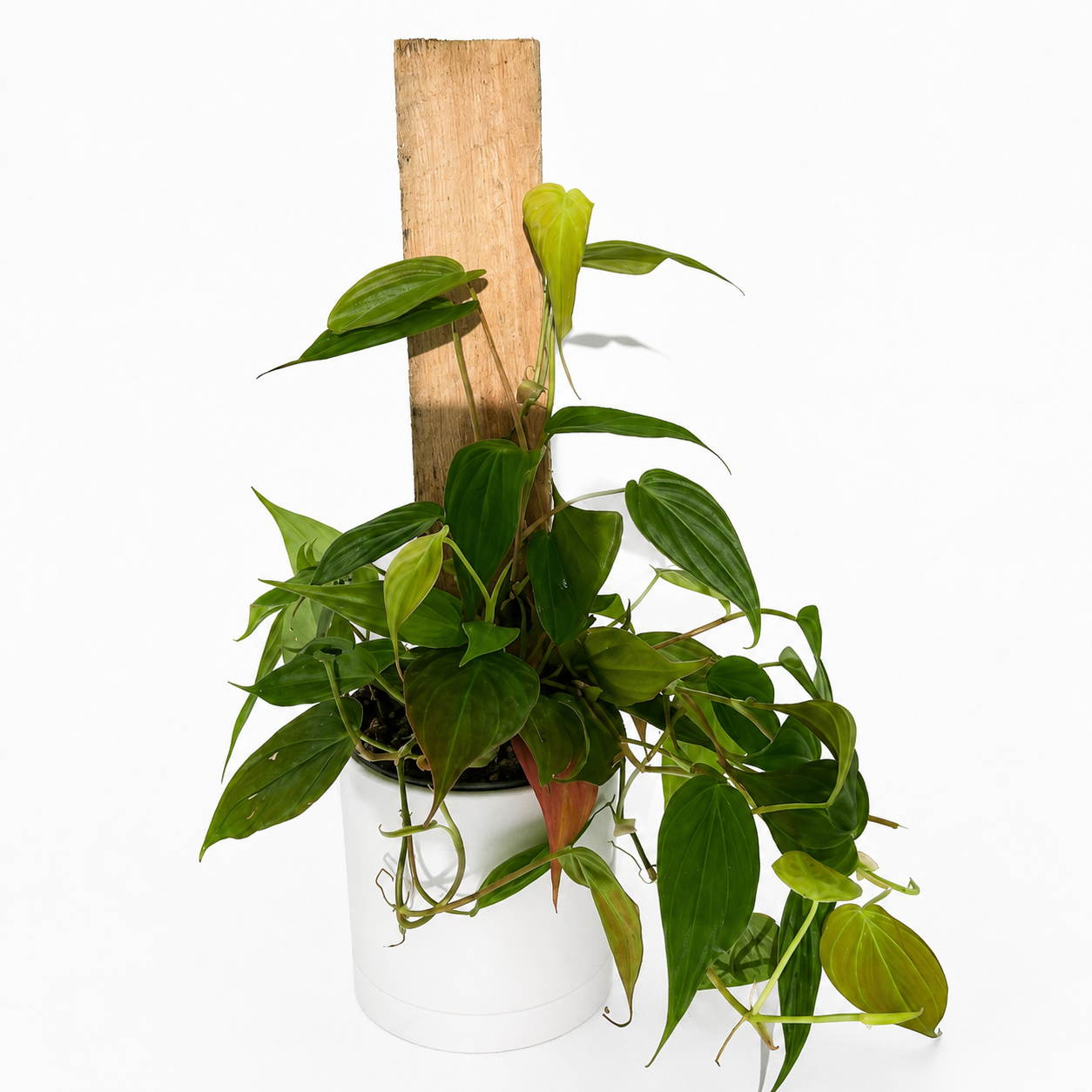 RUNOPLANTS Philodendron Micans Velvet Heartleaf trailing plant in white pot with wood stake on Tampa Home & Garden Store