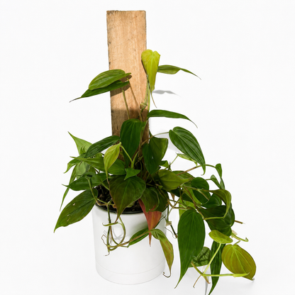 RUNOPLANTS Philodendron Micans Velvet Heartleaf trailing plant in white pot with wood stake on Tampa Home & Garden Store