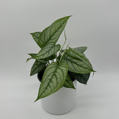 Monstera Siltepecana 'El Salvador'