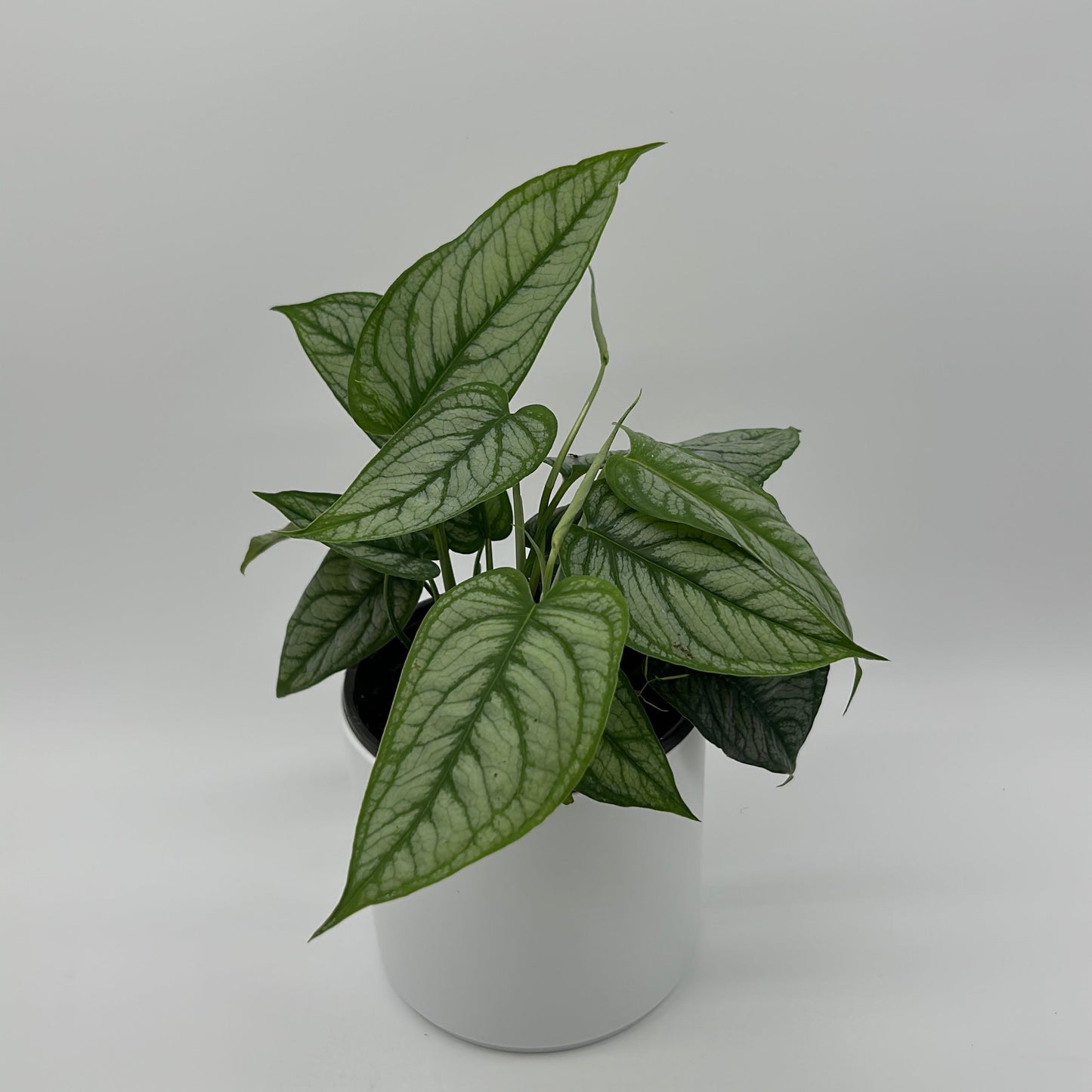Monstera Siltepecana 'El Salvador'
