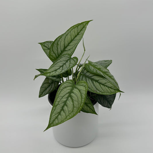 Monstera Siltepecana 'El Salvador'