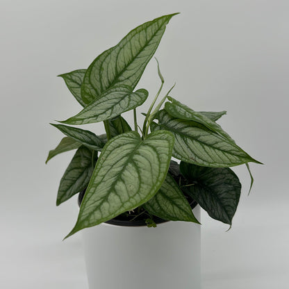 Monstera Siltepecana 'El Salvador'